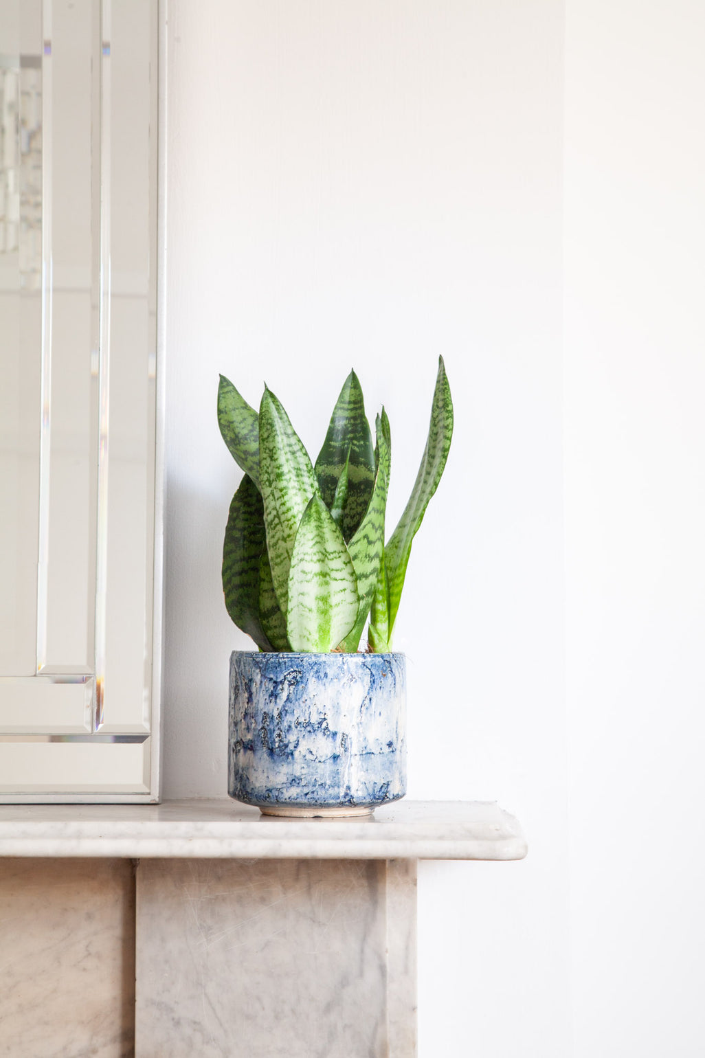 files/IndoorPlants_2-JamieShots20.11.2023-111_af997998-a39a-490d-953d-aad6033dbb09.jpg